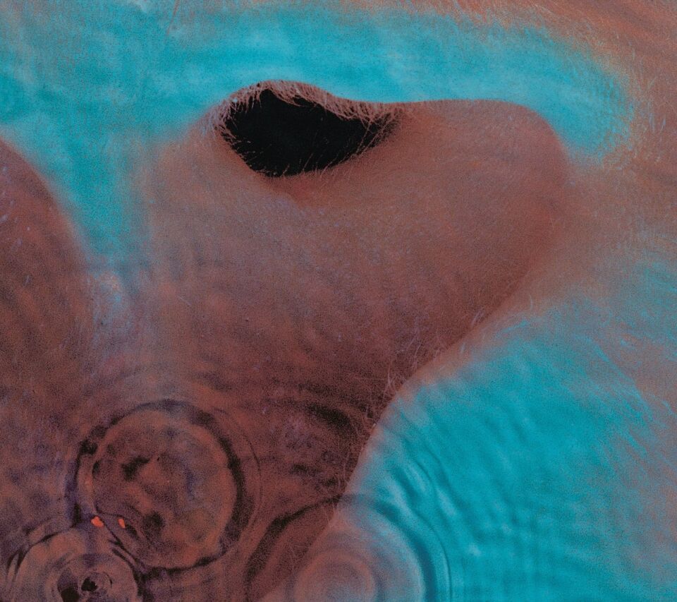 Pink Floyd Meddle (Remastered) - Plak